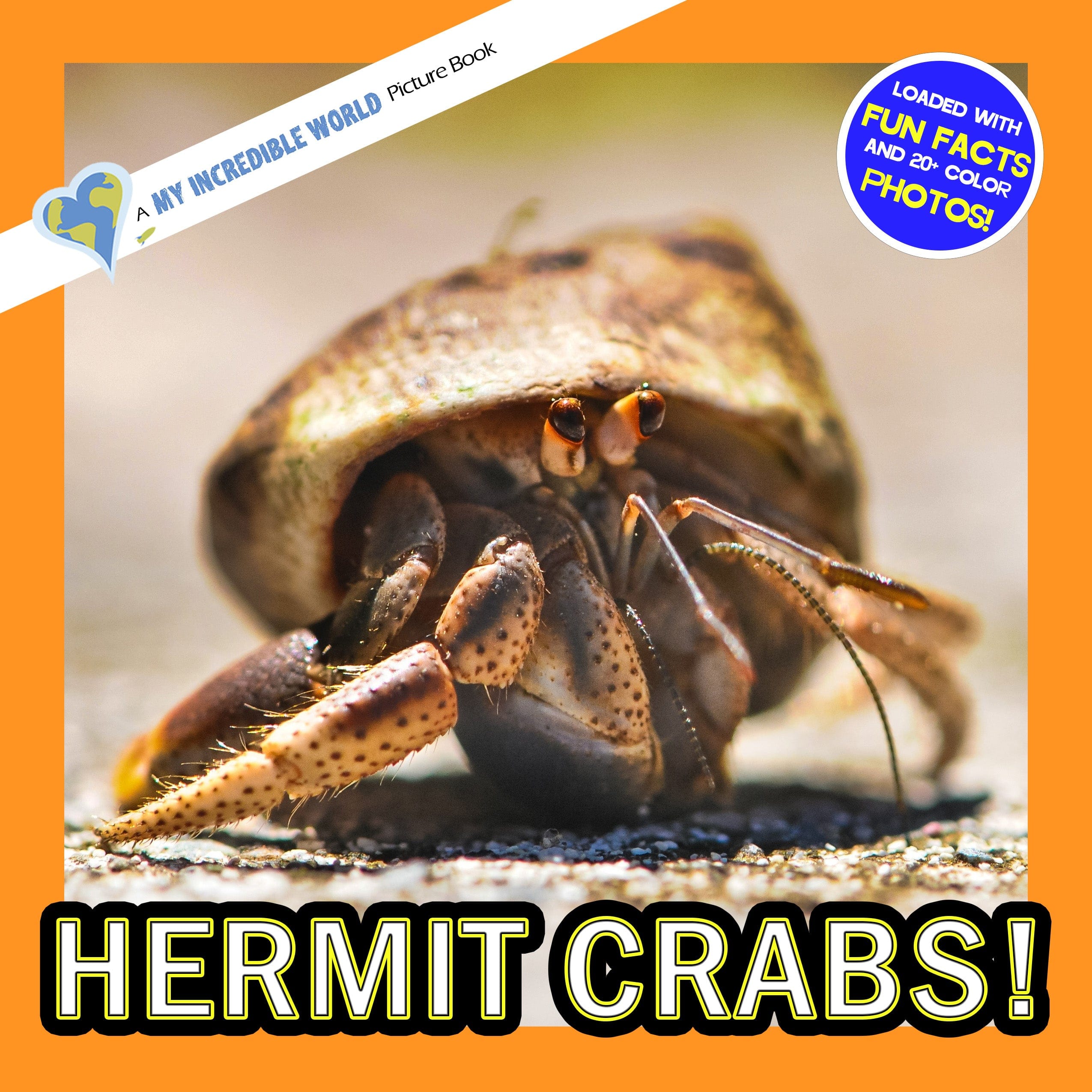 Hermit Crabs! A My Incredible World Picture Book for Children